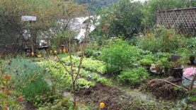 20181012_080529 (1024x576)