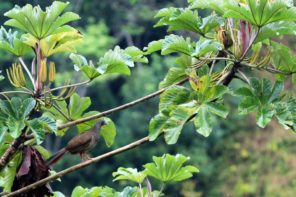 IMG_5175 (2) (1024x683)