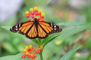 IMG_5310 (2) (1024x683)